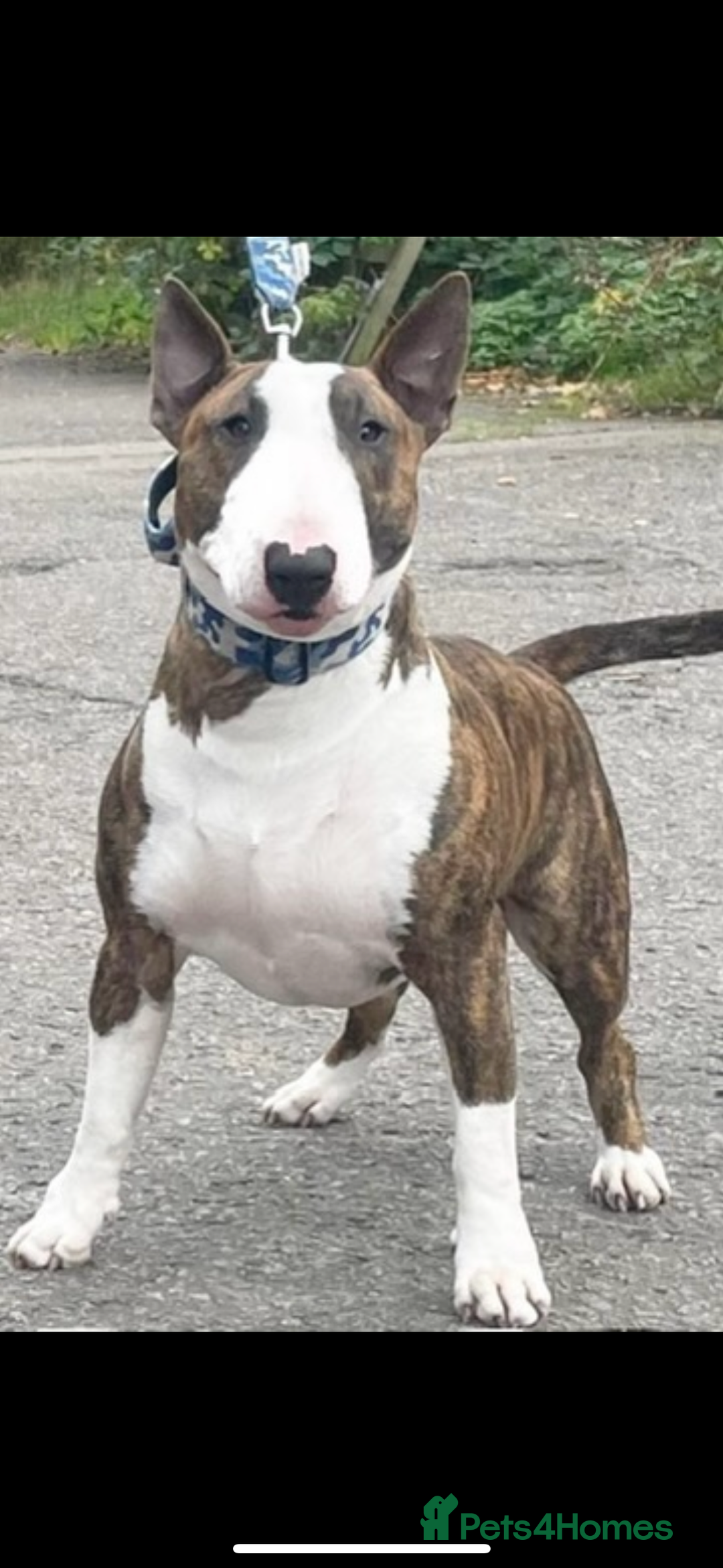 English Bull Terrier dogs for stud: Proven Stud - brindle and white - Image 1