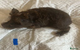 Guinea Pig rodents for sale: Well handled skinny pigs.  - Image 22