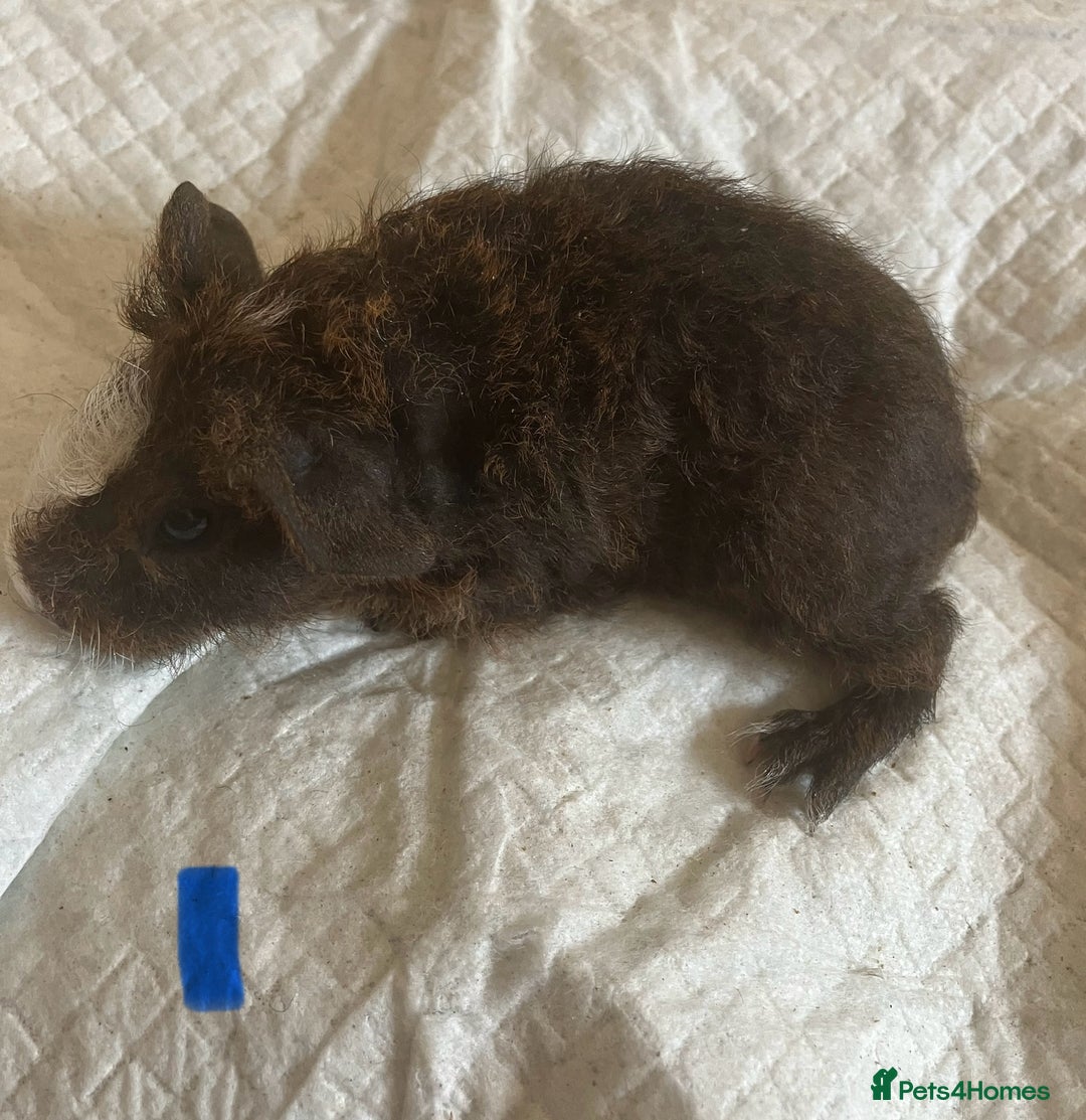 Guinea Pig rodents for sale: Well handled skinny pigs.  - Image 22