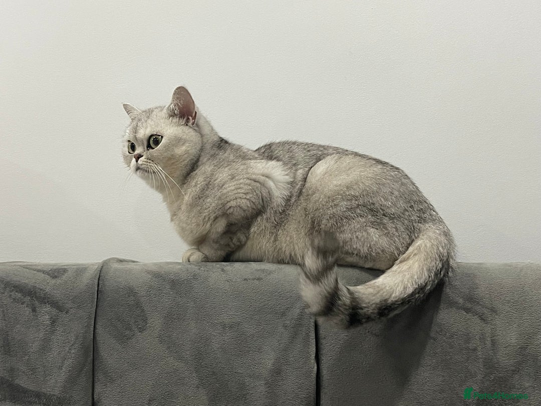 British Shorthair cats for sale: Ready to go - Image 6