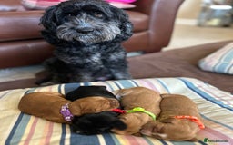 Cockapoo dogs for sale: F1B cockapoo litter - Image 1