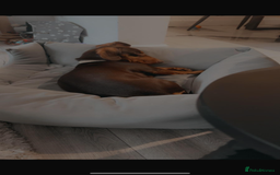 Dachshund dogs for sale: Dachshund puppies for sale - Image 10