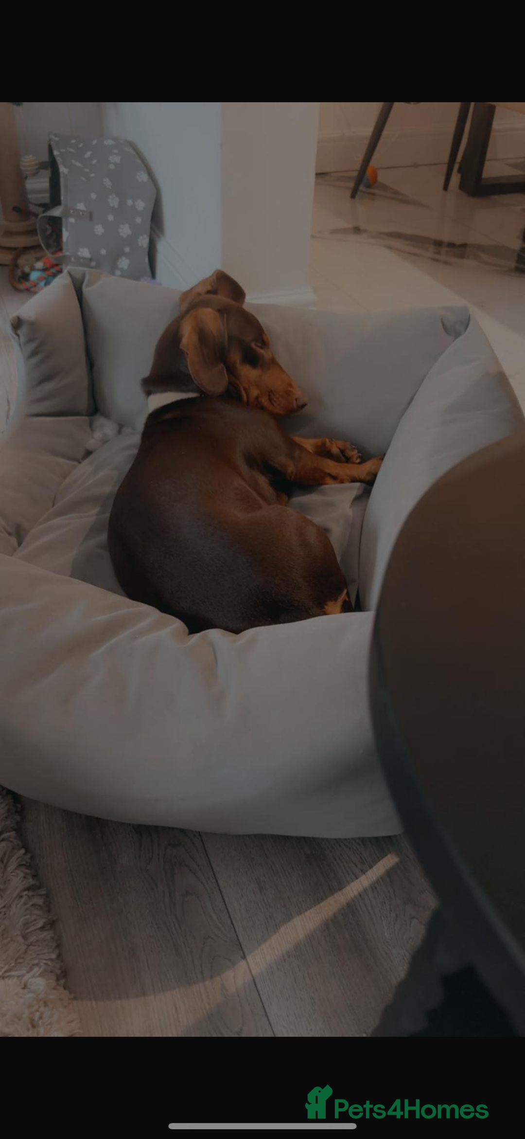 Dachshund dogs for sale: Dachshund puppies for sale - Image 10