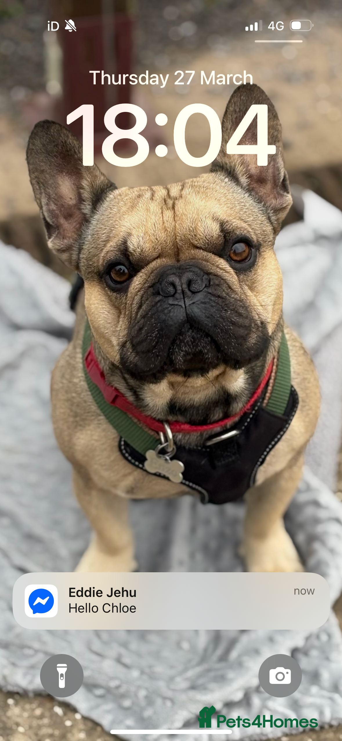 French Bulldog dogs Enzo is looking for a girlfriend - stud  - Advert 1