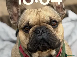 French Bulldog dogs Enzo is looking for a girlfriend - stud - Advert 1