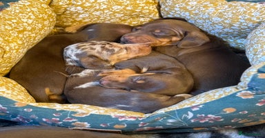 Miniature Dachshund dogs - Advert 2