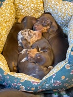Miniature Dachshund dogs - Advert 2