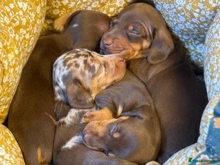 Miniature Dachshund dogs - Advert 20