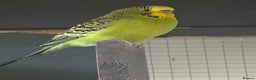 Budgerigars birds for sale: Young Budgies for sale - Advert 14