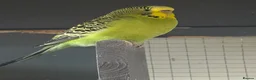 Budgerigars birds for sale: Young Budgies for sale - Advert 14