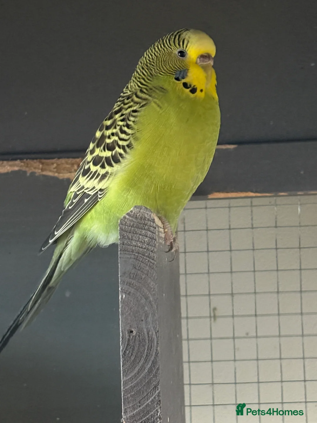 Budgerigars birds for sale: Young Budgies for sale - Advert 14