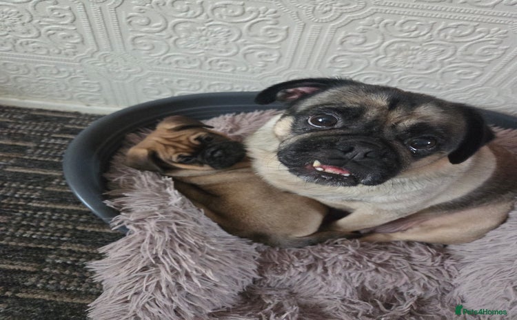 Frug dogs Frug boy - Advert 1