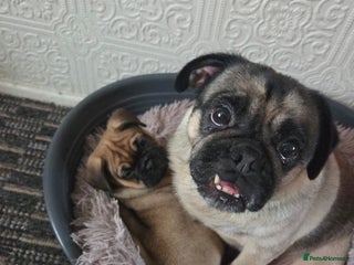 Frug dogs Frug boy - Advert 1