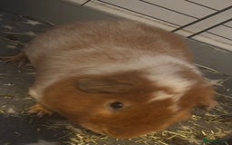 Guinea Pig rodents for sale: Teddy Boar for sale  - Image 2