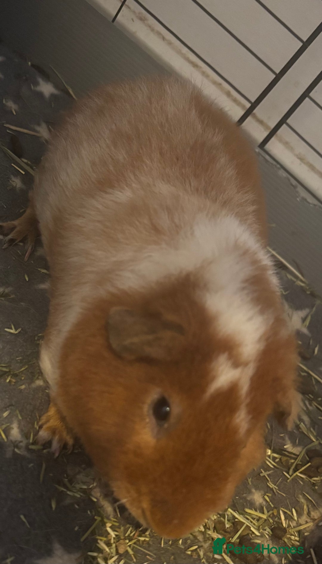 Guinea Pig rodents for sale: Teddy Boar for sale  - Image 2