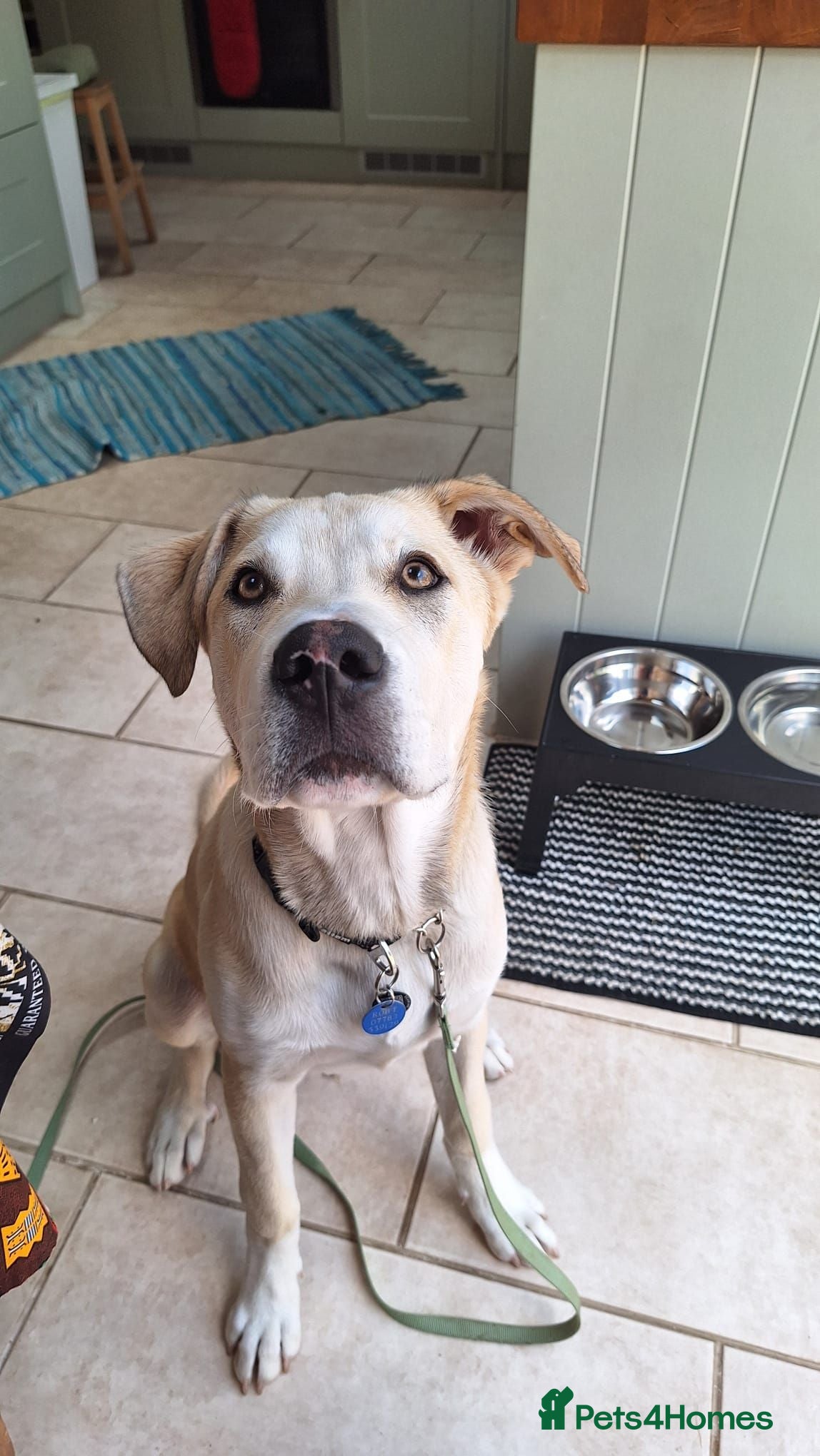 Mixed Breed dogs Dougie - Advert 1