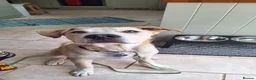 Mixed Breed dogs for adoption: Dougie - Advert 1