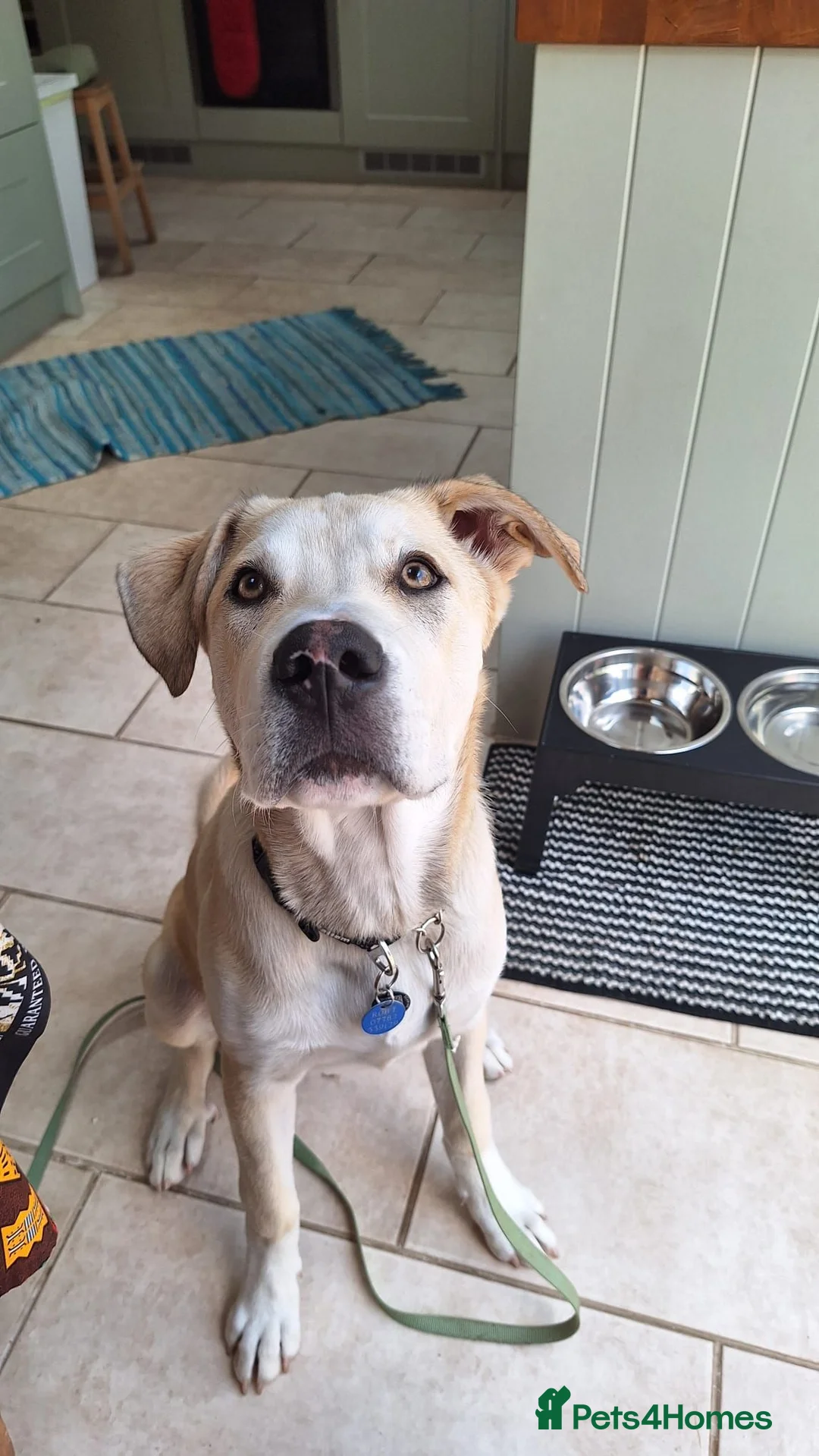 Mixed Breed dogs for adoption: Dougie - Advert 1