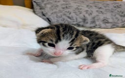 Mixed Breed cats for sale: 4 stunning kittens  - Image 1