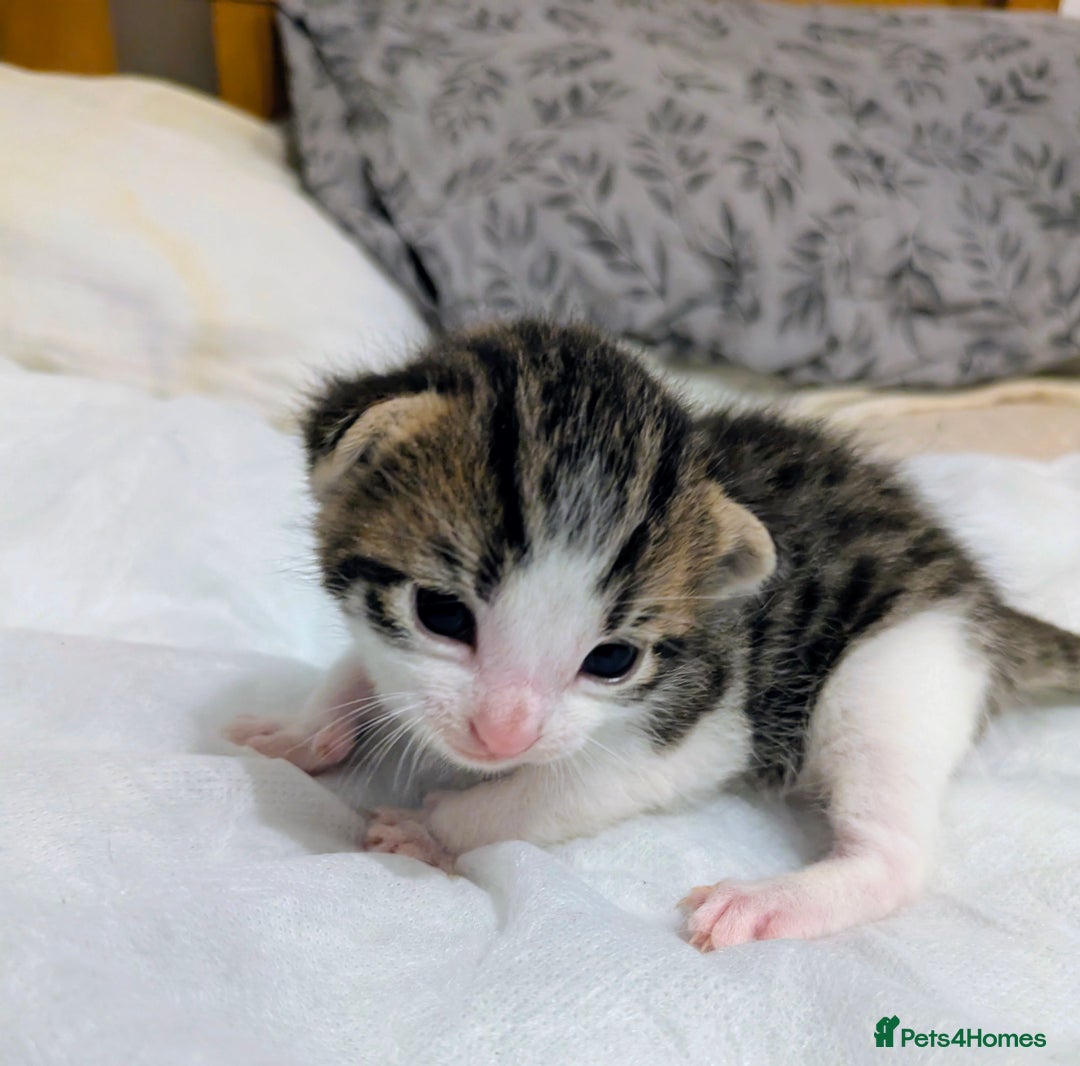 Mixed Breed cats for sale: 4 stunning kittens  - Image 1