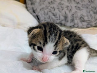 Mixed Breed cats - Advert 35