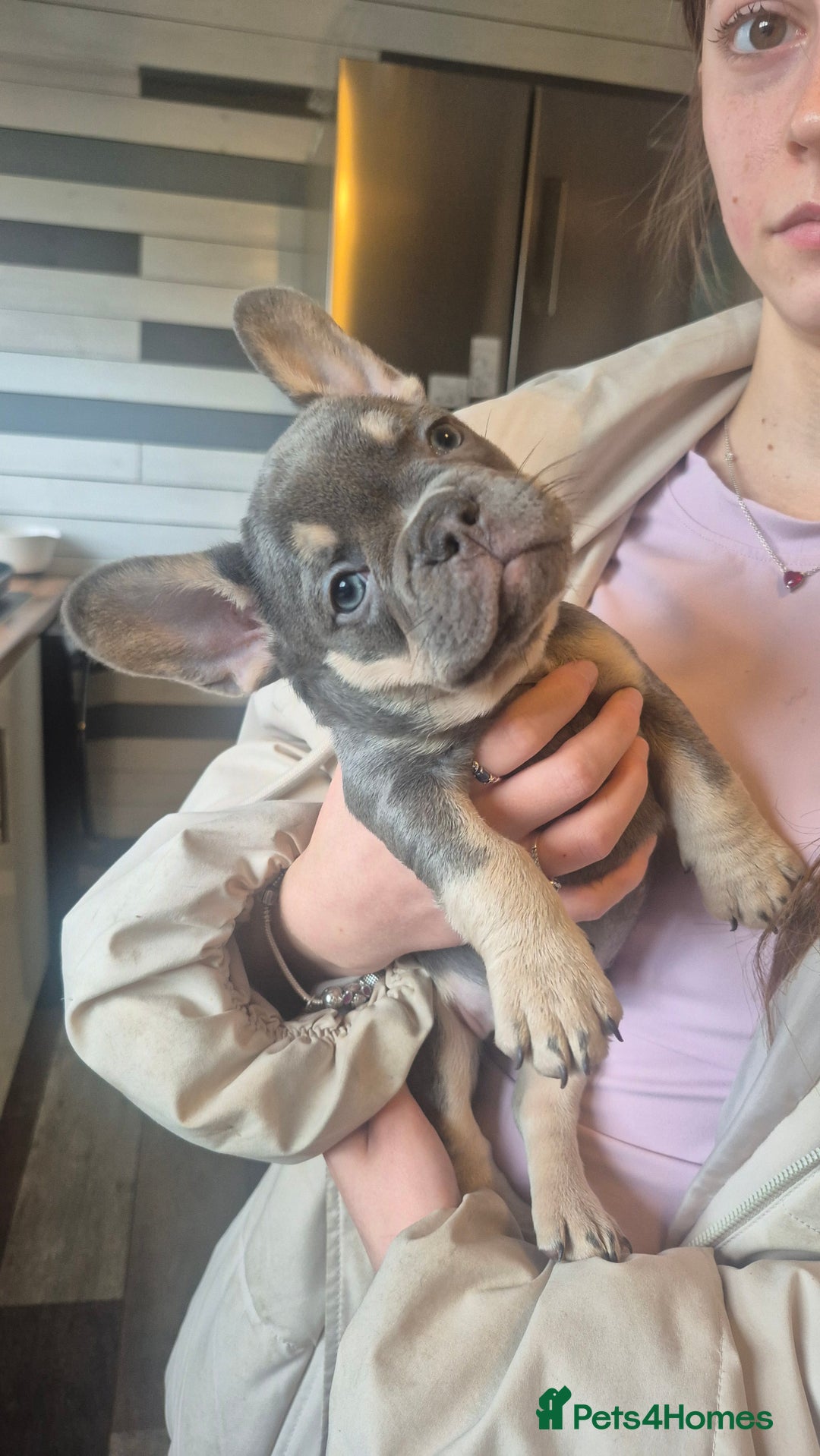French Bulldog dogs for sale: Ready 16th  - Advert 5