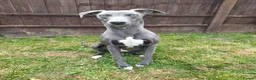 Whippet dogs for sale: KC Registered Whippet Dog, 20 months old in Swadlincote - Advert 2