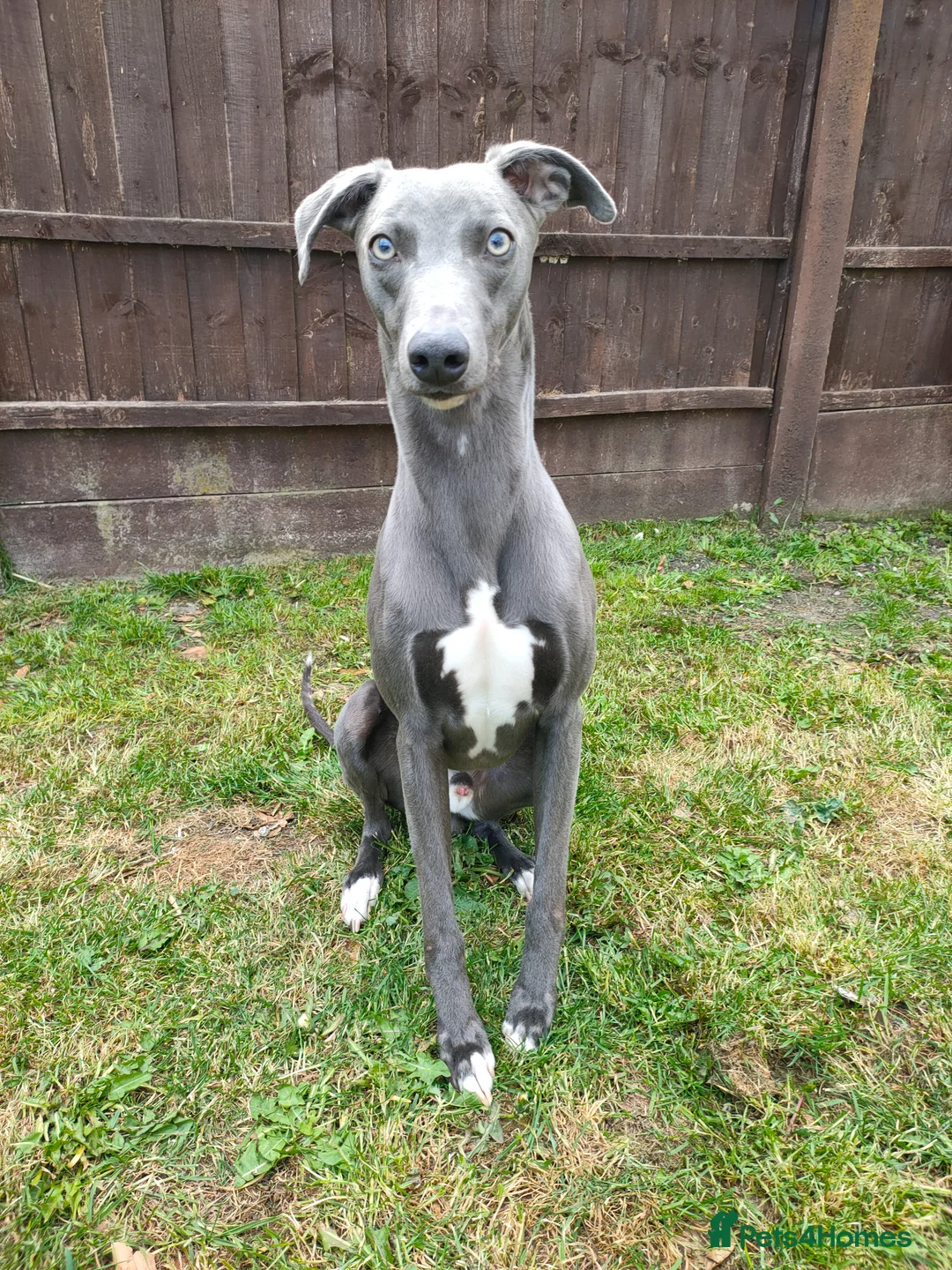 Whippet dogs for sale: KC Registered Whippet Dog, 20 months old in Swadlincote - Advert 2
