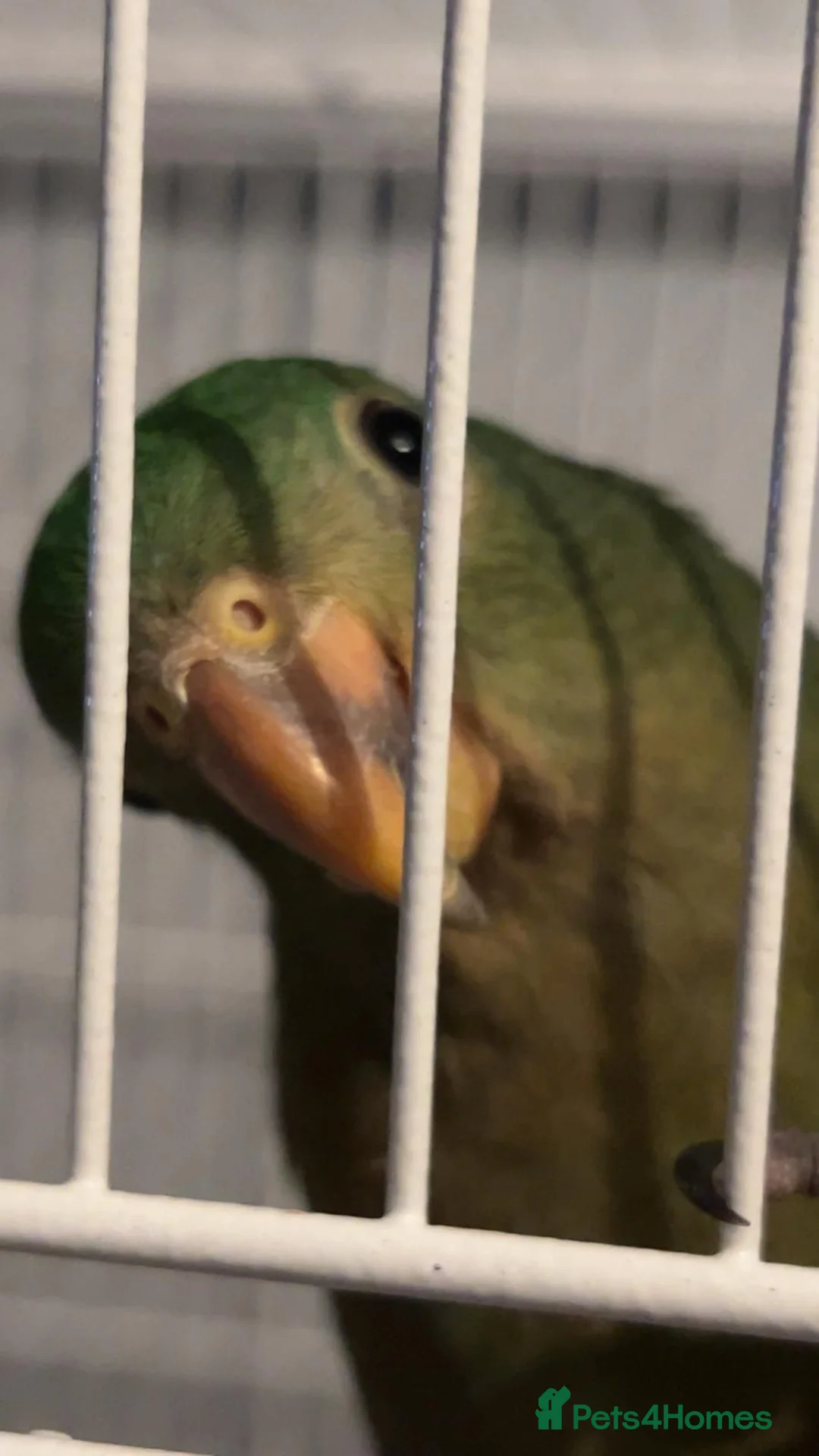 Parrots birds for sale:  Female Australian king parrot with set up - Advert 1