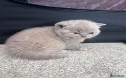 British Shorthair cats for sale: TICA Registered British Shorthair Kittens - Image 17