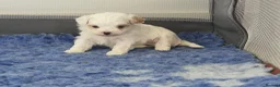 Maltipoo dogs for sale: Korean Toy Maltipoo puppies Dna health tested mum - Advert 5