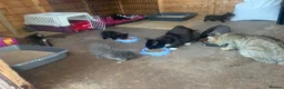Mixed Breed cats for sale: Kittens looking for loving homes - Advert 13