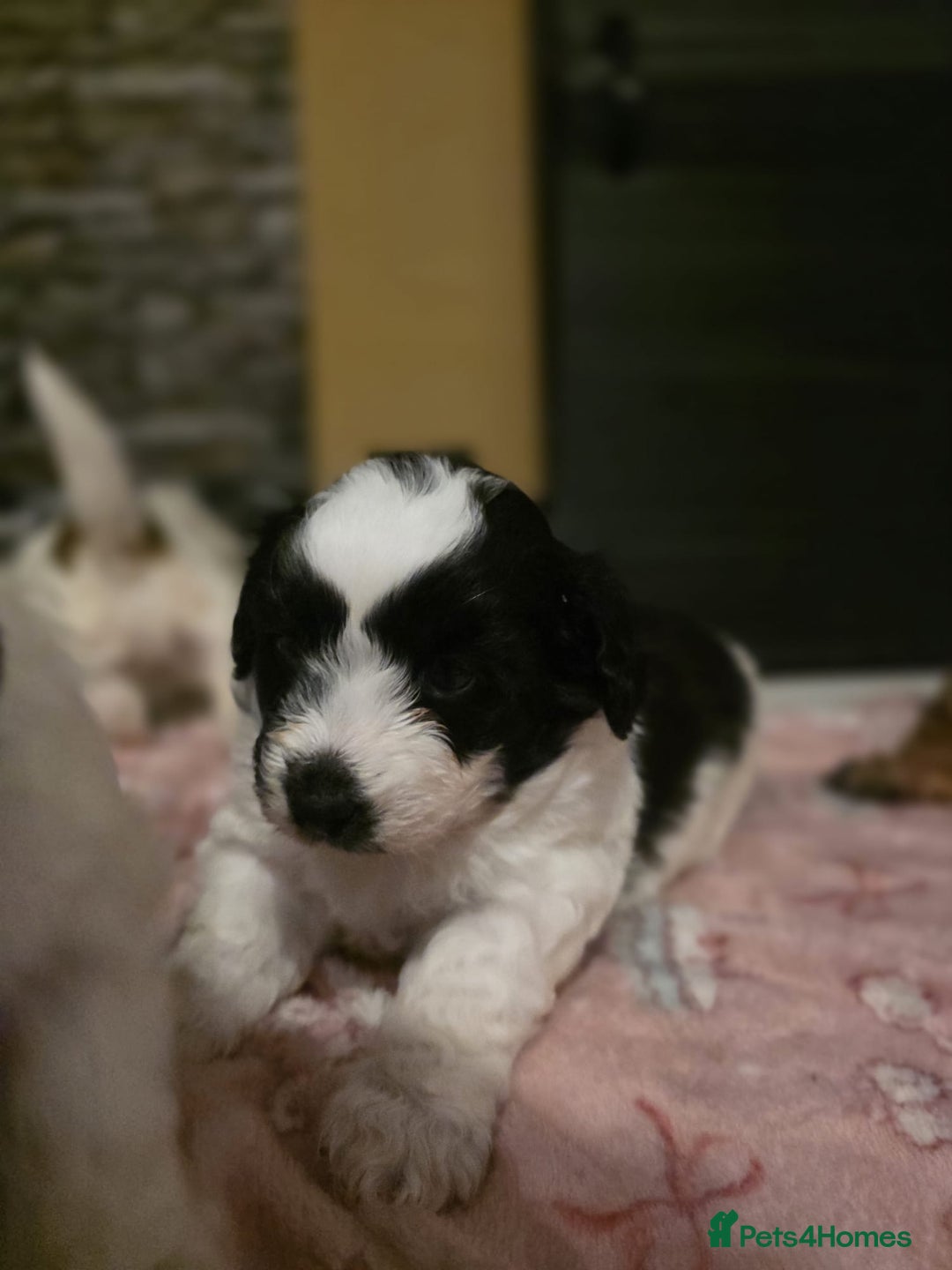 Mixed Breed dogs for sale: Beautiful litter of pomshis  - Advert 17