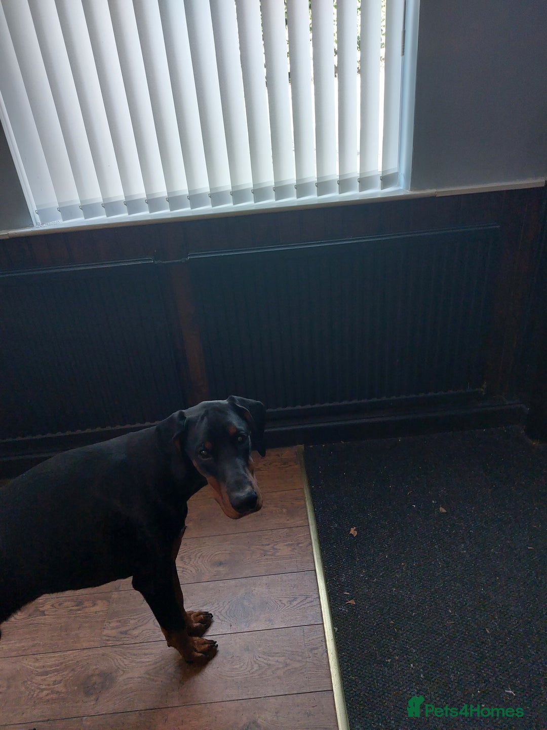 Dobermann dogs for stud: KC registered Black and Red Rust for stud - Advert 12