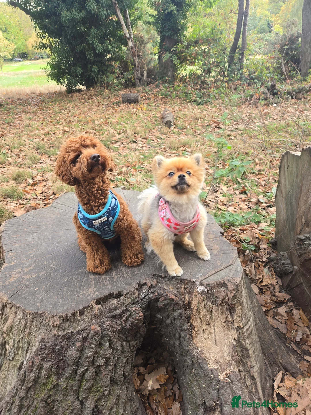 Toy Poodle dogs for stud: Toy poodle for STUD (dark red) - Advert 13