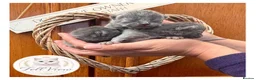 British Shorthair cats for sale: Beautiful Litter of Blue BSH Kittens  - Advert 7