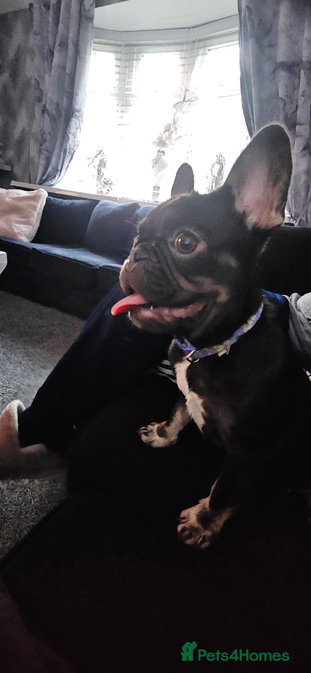 French Bulldog dogs for sale: Kc miniature French bulldog  - Image 5