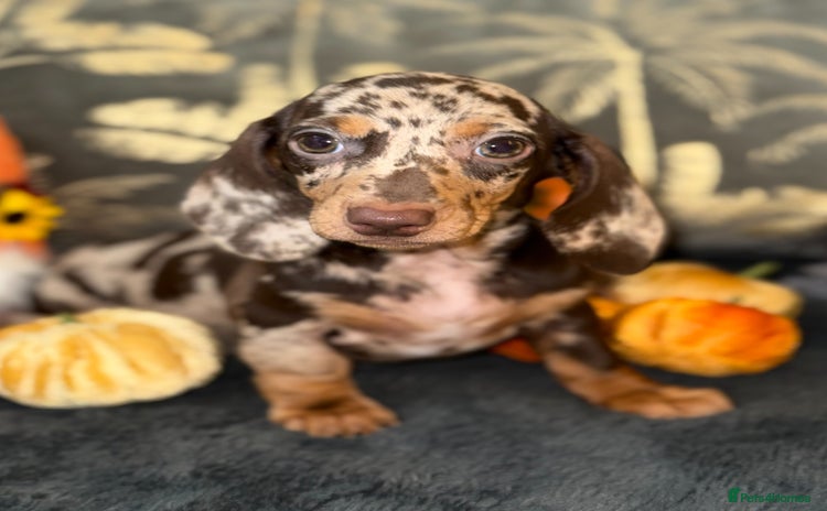Miniature Dachshund dogs - Advert 8