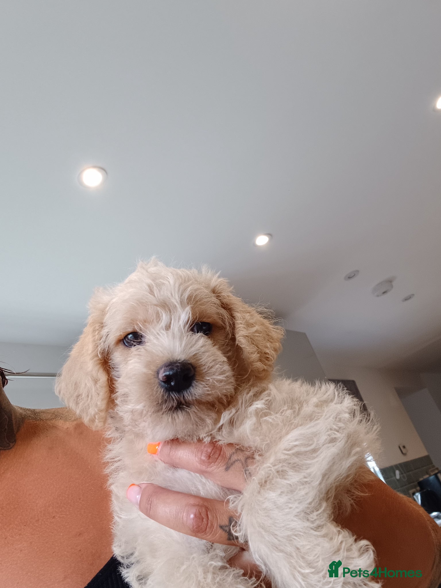 Schnoodle dogs for sale: Schnoodles 2x boy and 1x girl  in Bury Saint Edmunds - Advert 17