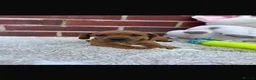 Dachshund dogs for sale: 5 gorgeous miniature dachshund puppy’s🐶 in Cullompton - Advert 25