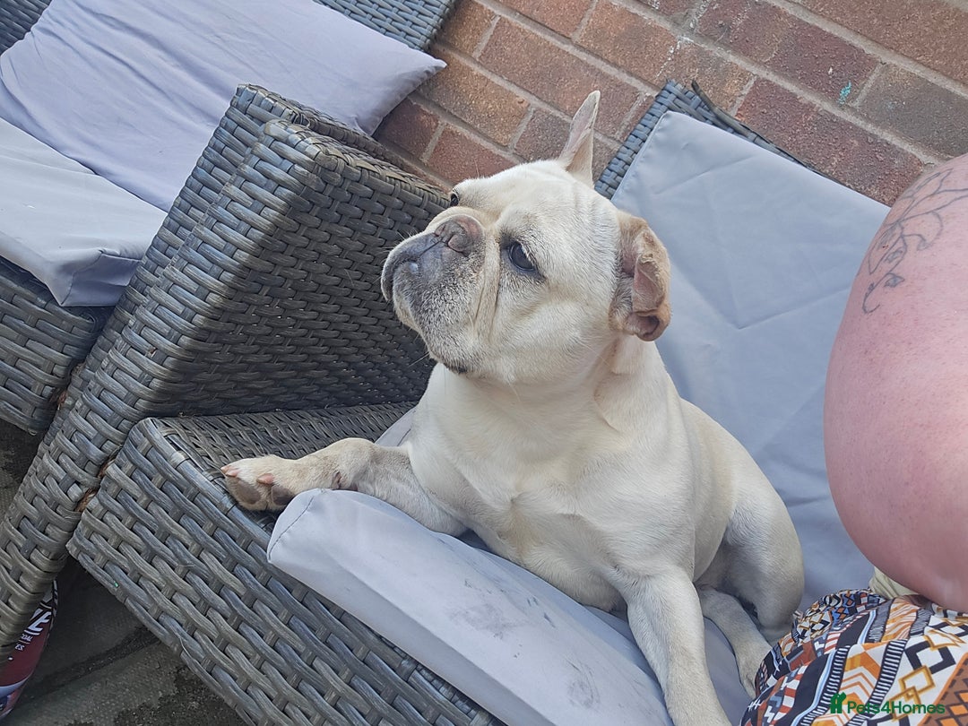 French Bulldog dogs for sale: French Bulldog Rehome - Image 3