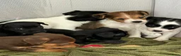 Patterjack dogs for sale: 🐾 Adorable Pattterjack Pups - Ready 1st July! 🐾 in Daventry - Advert 5