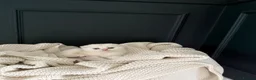 British Shorthair cats for sale: Fluffy British Shorthair & Fold Kittens 🐈‍⬛  - Advert 12