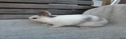 Netherland Dwarf rabbits for sale: 3 gorgeous netherland dwarf babies in Welwyn Garden City - Advert 10
