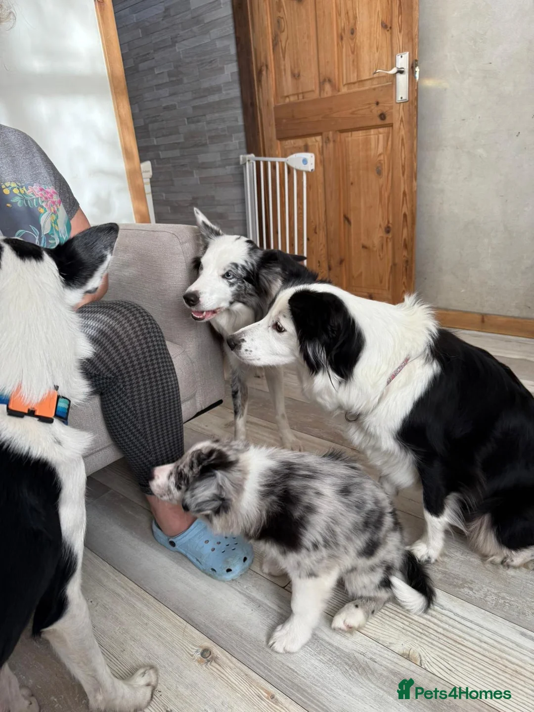 Gallery Image {{count}}