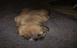 American Bulldog dogs for sale: American bulldog pups for sale - Image 9