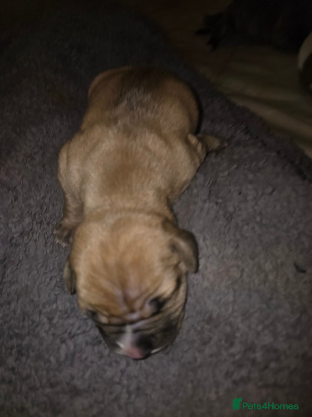 American Bulldog dogs for sale: American bulldog pups for sale - Image 9