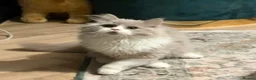 British Shorthair cats for sale: GCCF BLH AND BSH LILAC BI BOYS - Advert 10
