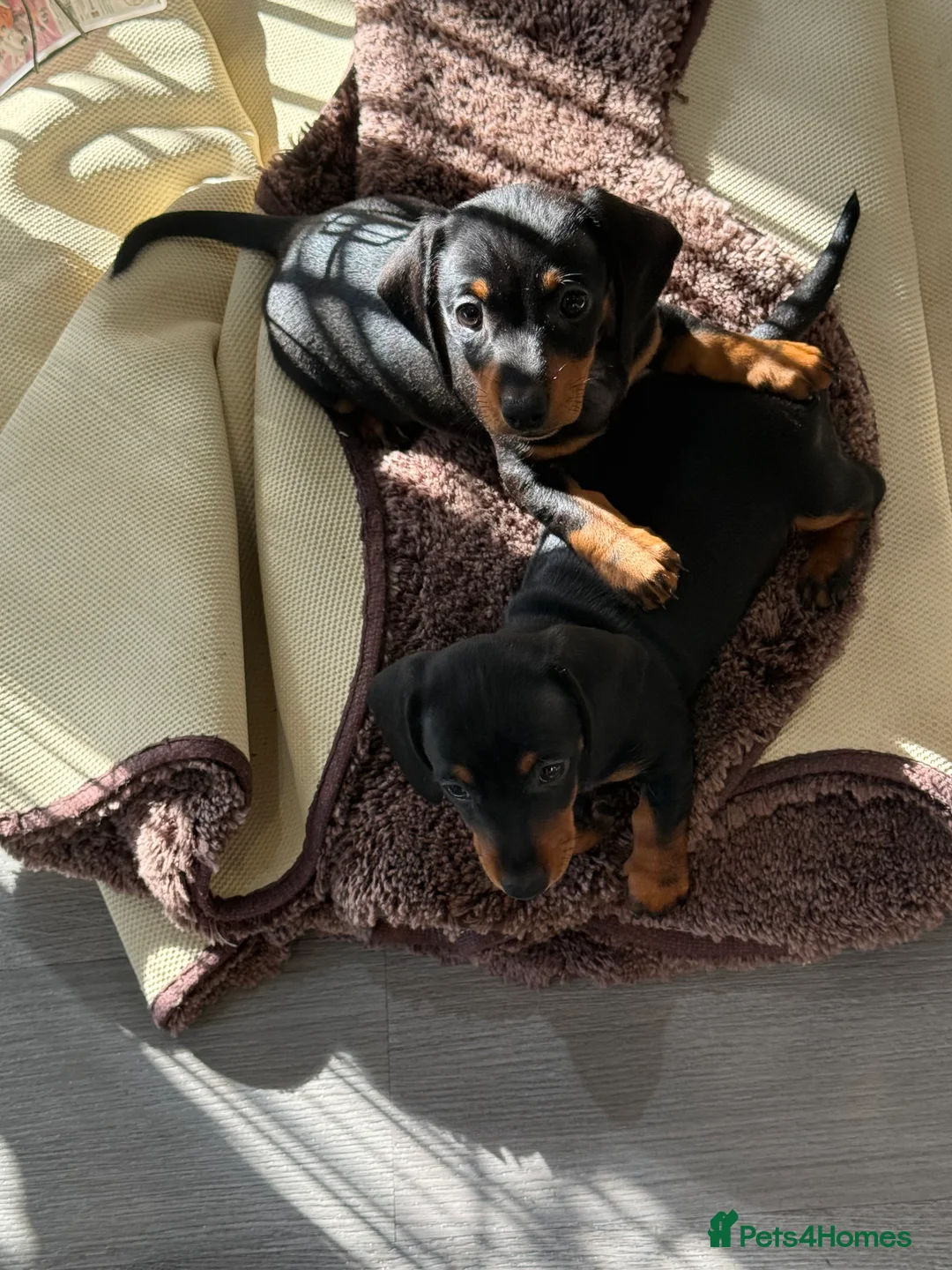 Miniature Dachshund dogs for sale: Black and Tan miniuter dauchound  - Advert 2