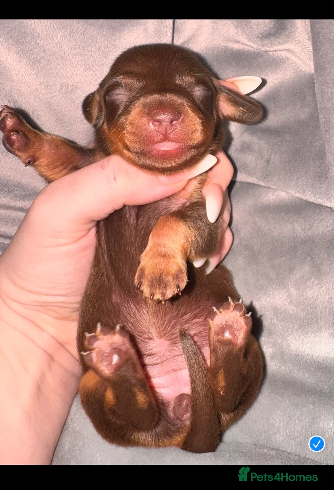 Miniature Dachshund dogs for sale: Because dachshund babies - Advert 18